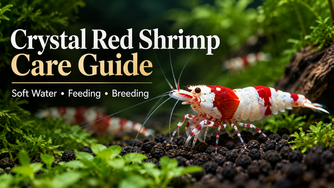 High-grade Crystal Red Shrimp on active soil in a planted soft-water aquarium for a comprehensive care guide
