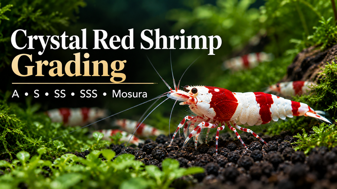 High-grade Crystal Red Shrimp on dark active soil illustrating A, S, SS, SSS and Mosura grading