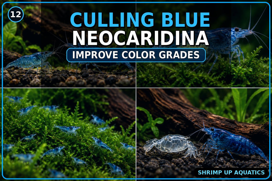 How to cull Blue Neocaridina to improve color grades
