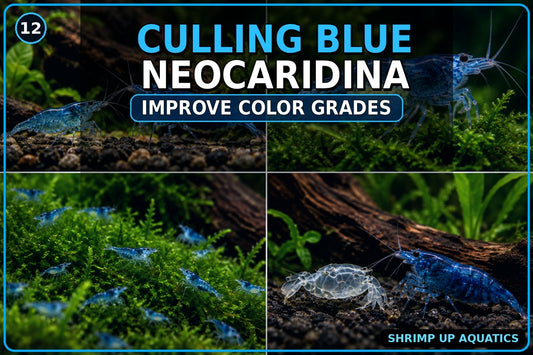 How to cull Blue Neocaridina to improve color grades