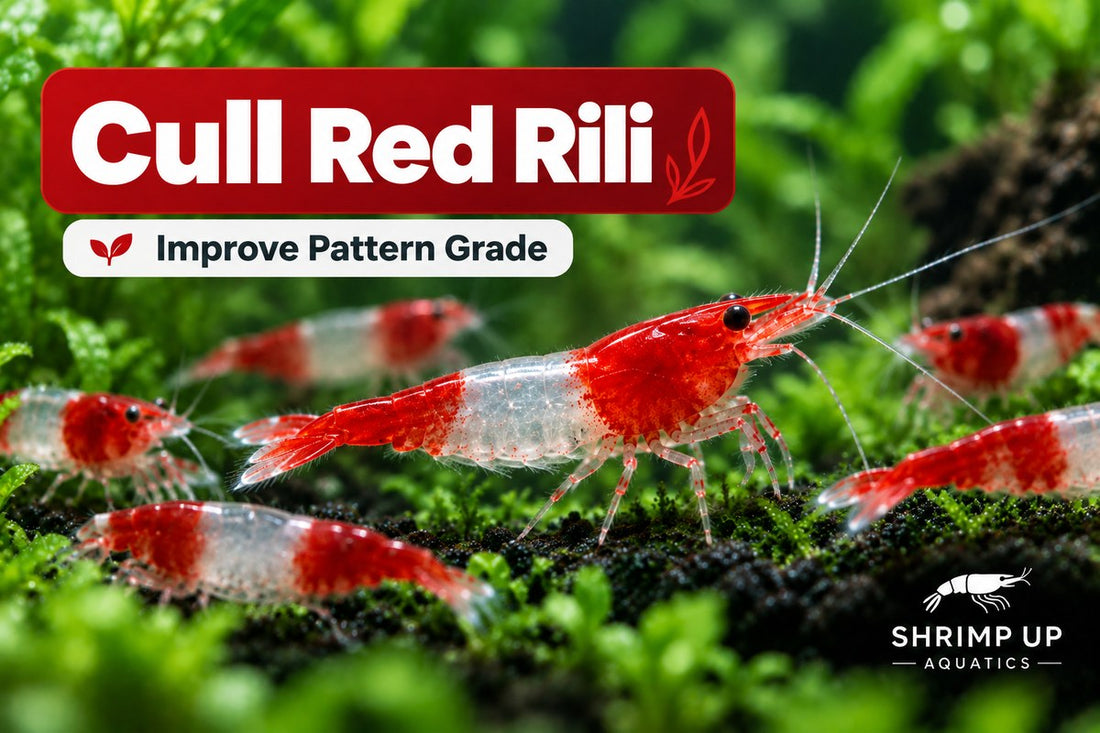 How to cull Red Rili Shrimp to improve pattern grade