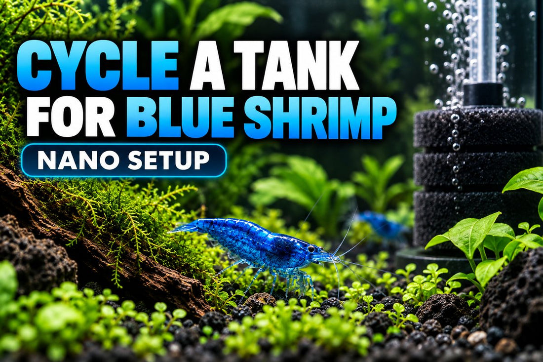 How to cycle a nano tank for Blue Neocaridina Shrimp
