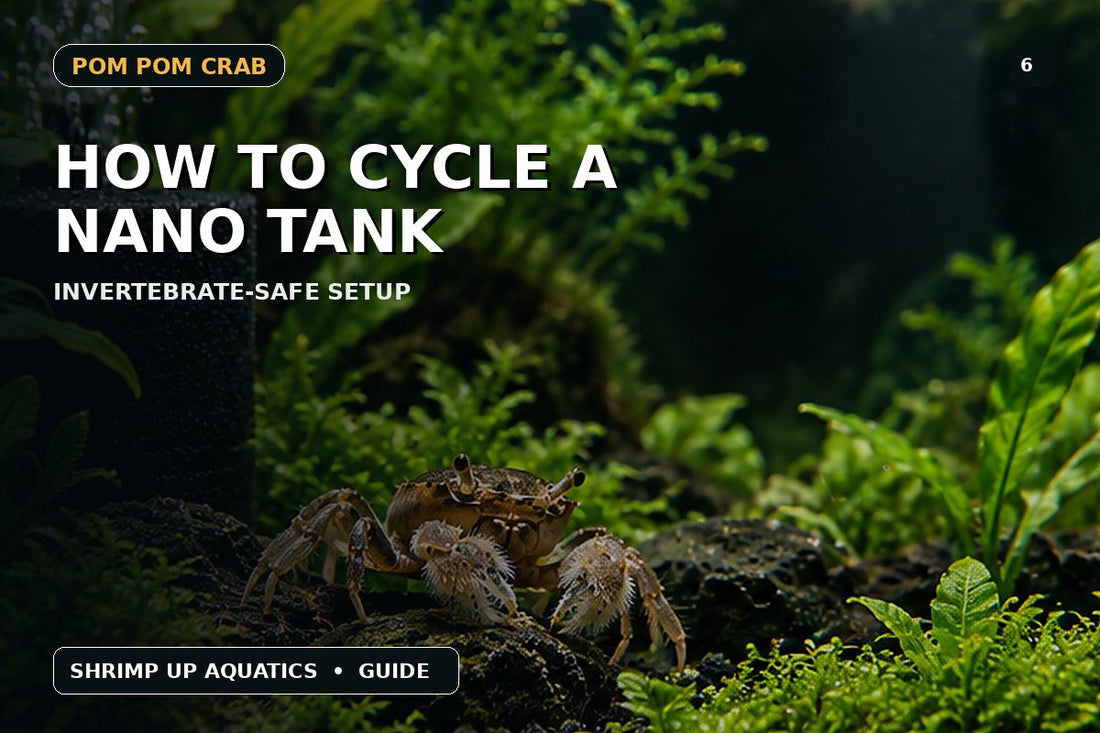 Nano tank cycling guide thumbnail for Pom Pom Crabs and freshwater invertebrates