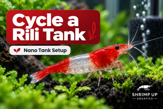 How to cycle a nano tank for Red Rili Neocaridina