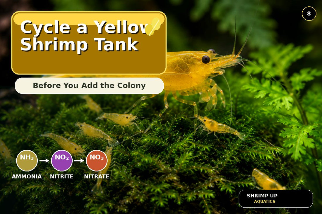 Yellow Golden Back Shrimp tank cycling ammonia nitrite nitrate thumbnail