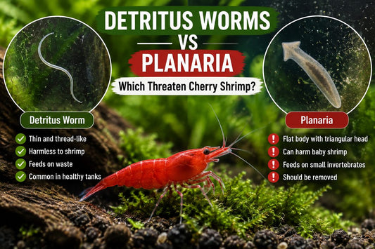 Detritus worm versus planaria comparison beside Red Cherry Shrimp
