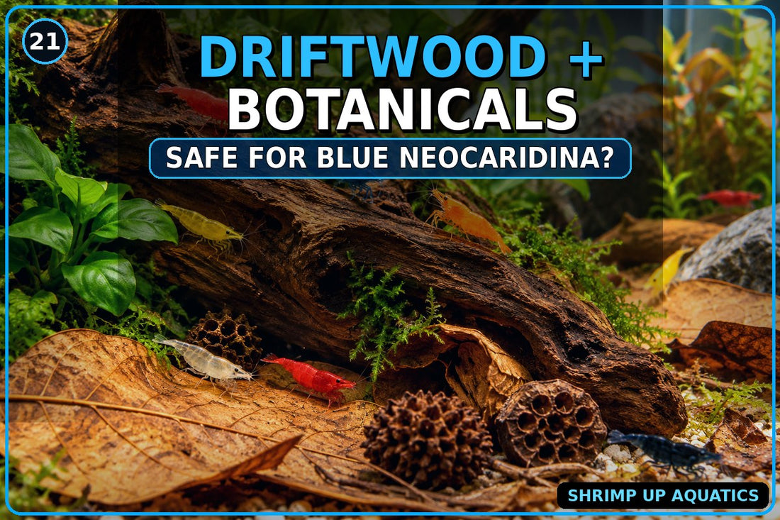 Driftwood and botanicals safety for Blue Neocaridina Shrimp