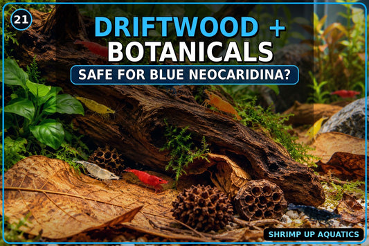 Driftwood and botanicals safety for Blue Neocaridina Shrimp