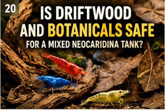 Mixed-color Neocaridina shrimp on aquarium driftwood with leaf litter and natural botanicals