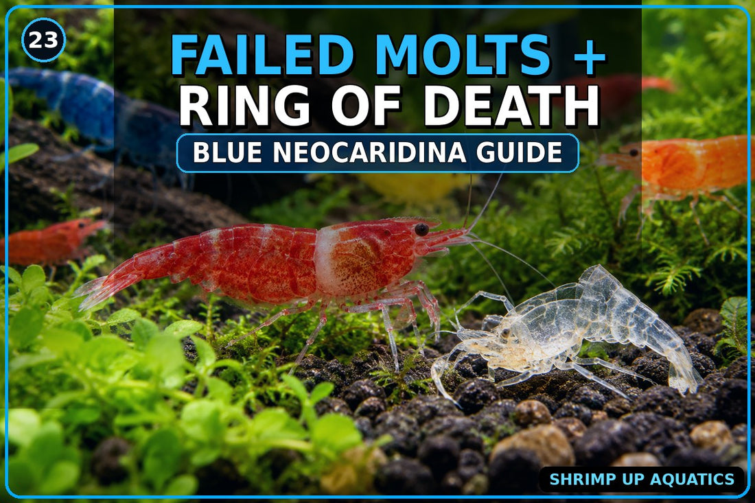 Failed molts and ring of death in Blue Neocaridina colonies