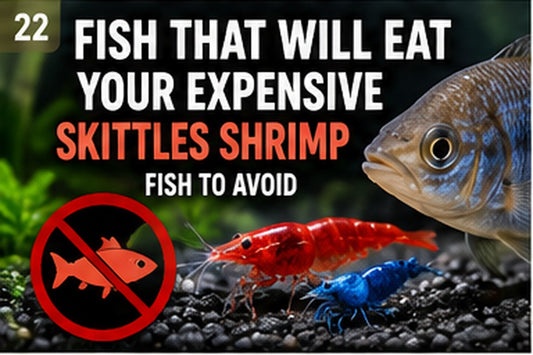 Predatory aquarium fish near colorful Skittles shrimp illustrating unsafe fish tank mates