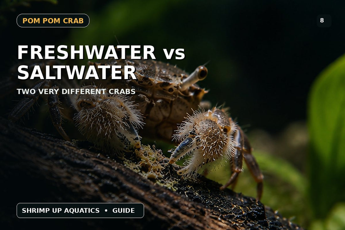 Freshwater versus saltwater Pom Pom Crab differences thumbnail