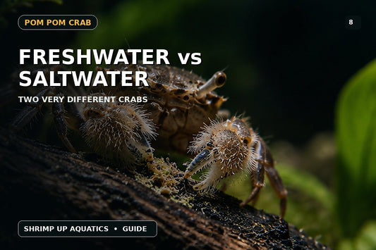 Freshwater versus saltwater Pom Pom Crab differences thumbnail