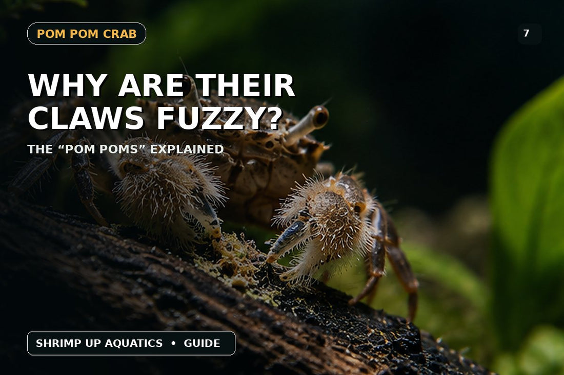 Freshwater Pom Pom Crab fuzzy claw setae explained thumbnail
