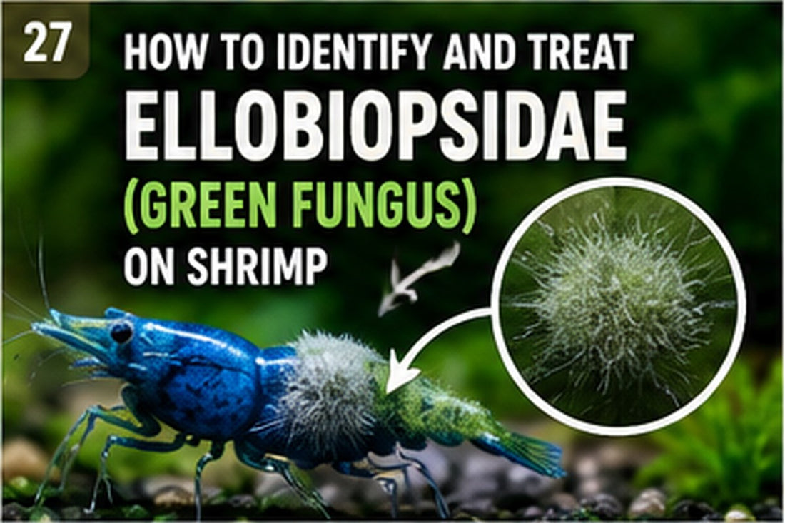 Neocaridina shrimp with green Cladogonium-like growth beneath the abdomen in a planted aquarium