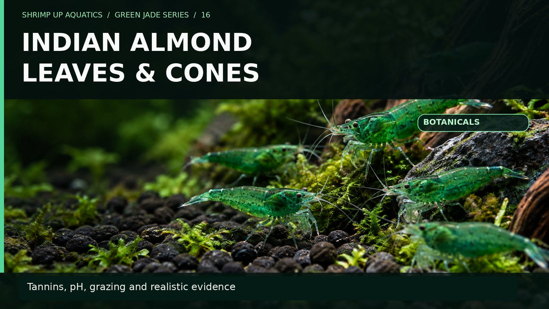Green Jade Neocaridina shrimp on moss with title Indian Almond Leaves and Alder Cones
