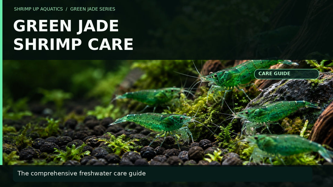 Photographic-style Green Jade shrimp on moss and dark gravel with the title Green Jade Shrimp Care