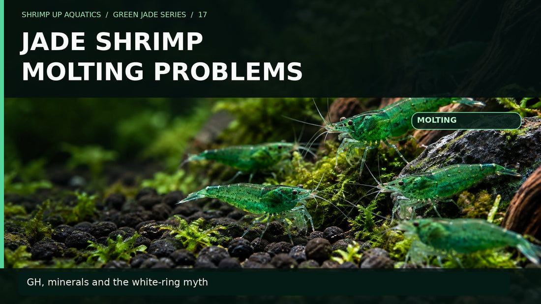 Green Jade shrimp on gravel with large title Jade Shrimp Molting Problems
