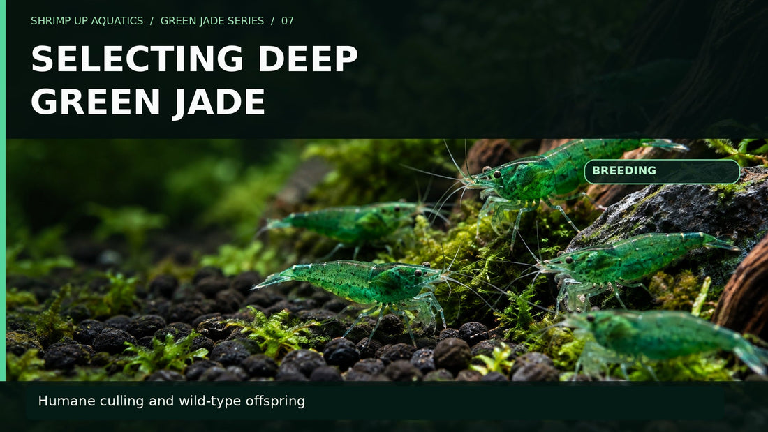 Green Jade shrimp on dark gravel with title Selecting Deep Green Jade: humane color selection and wild-type-looking offspring