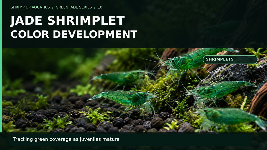 Green Jade shrimp on moss with large title Jade Shrimplet Color Development and how to track green coverage