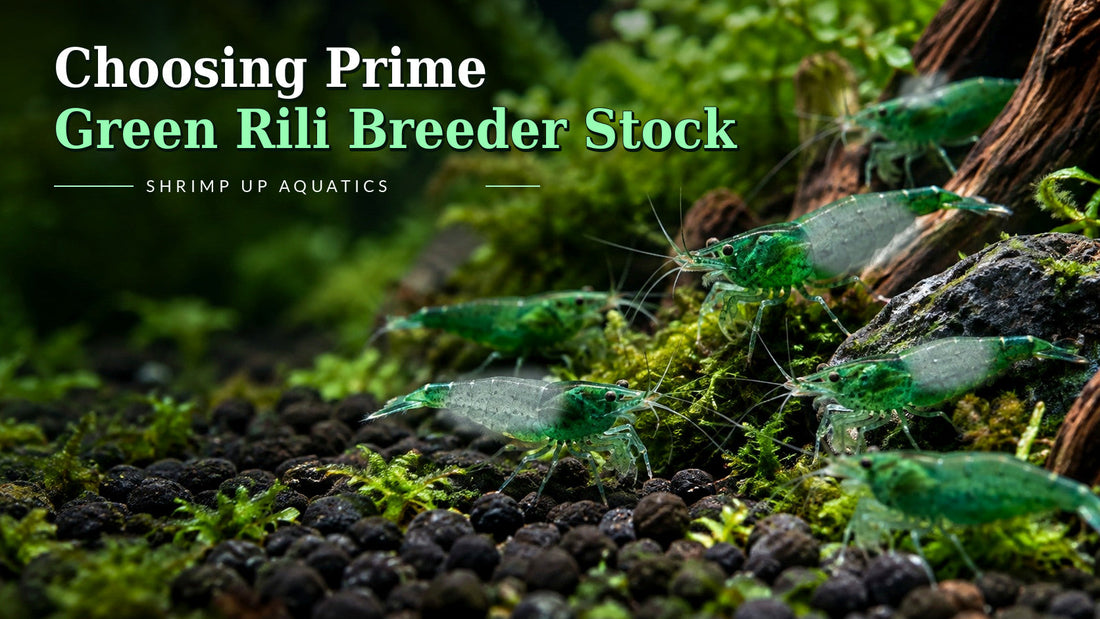 Green Rili shrimp 12-breeders guide with green head and tail, visibly translucent central body, Blue Razz-style title