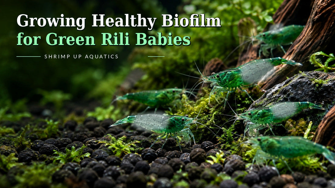 Green Rili shrimp 14-biofilm guide with green head and tail, visibly translucent central body, Blue Razz-style title