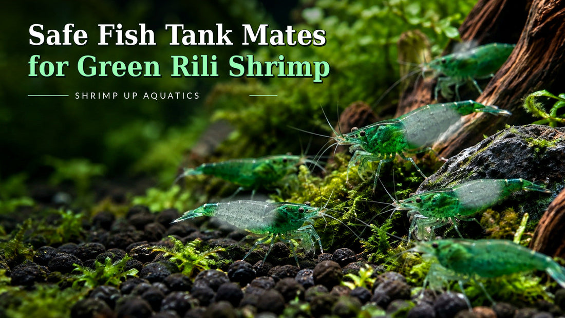 Green Rili shrimp 15-fish guide with green head and tail, visibly translucent central body, Blue Razz-style title