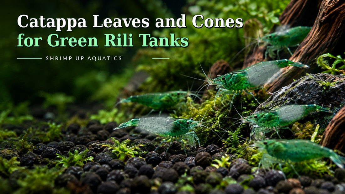 Green Rili shrimp 16-botanicals guide with green head and tail, visibly translucent central body, Blue Razz-style title
