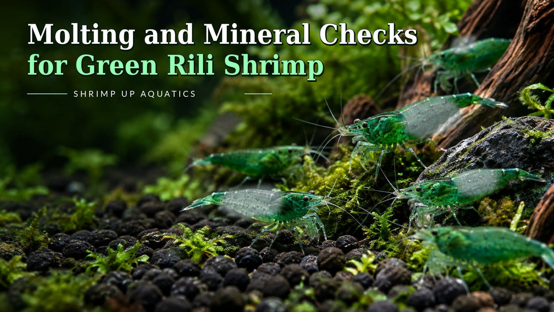 Green Rili shrimp 17-molting guide with green and clear body and article-specific Blue Razz-style title