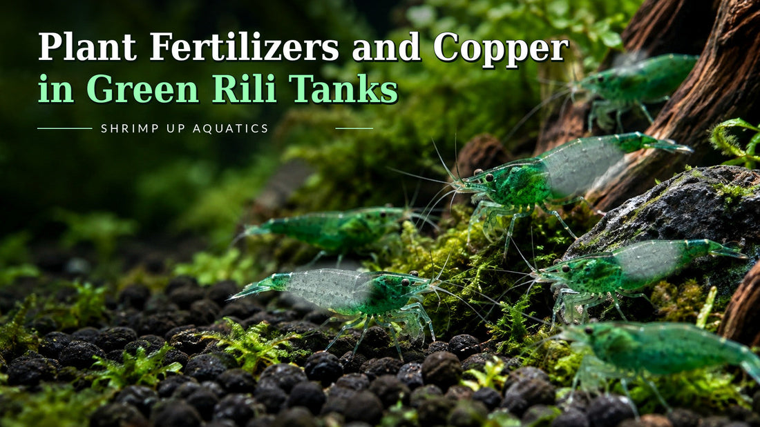 Green Rili shrimp 18-fertilizers guide with green and clear body and article-specific Blue Razz-style title