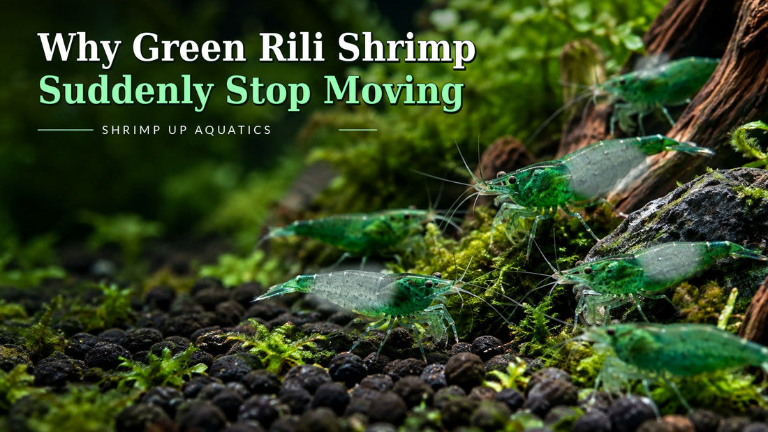 Green Rili shrimp 20-lethargy guide with green and clear body and article-specific Blue Razz-style title