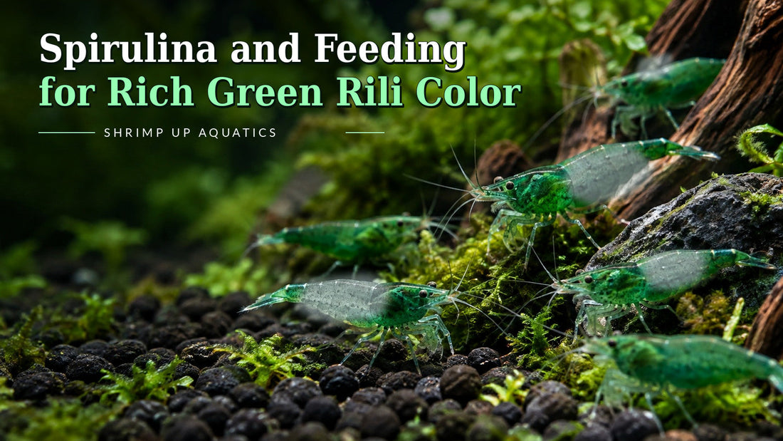Green Rili shrimp 13-spirulina guide with green head and tail, visibly translucent central body, Blue Razz-style title