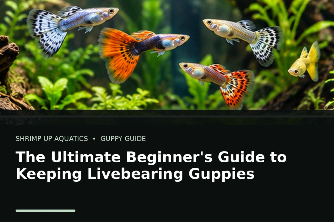 Colorful fancy guppies for the ultimate beginner guide to keeping livebearing guppies