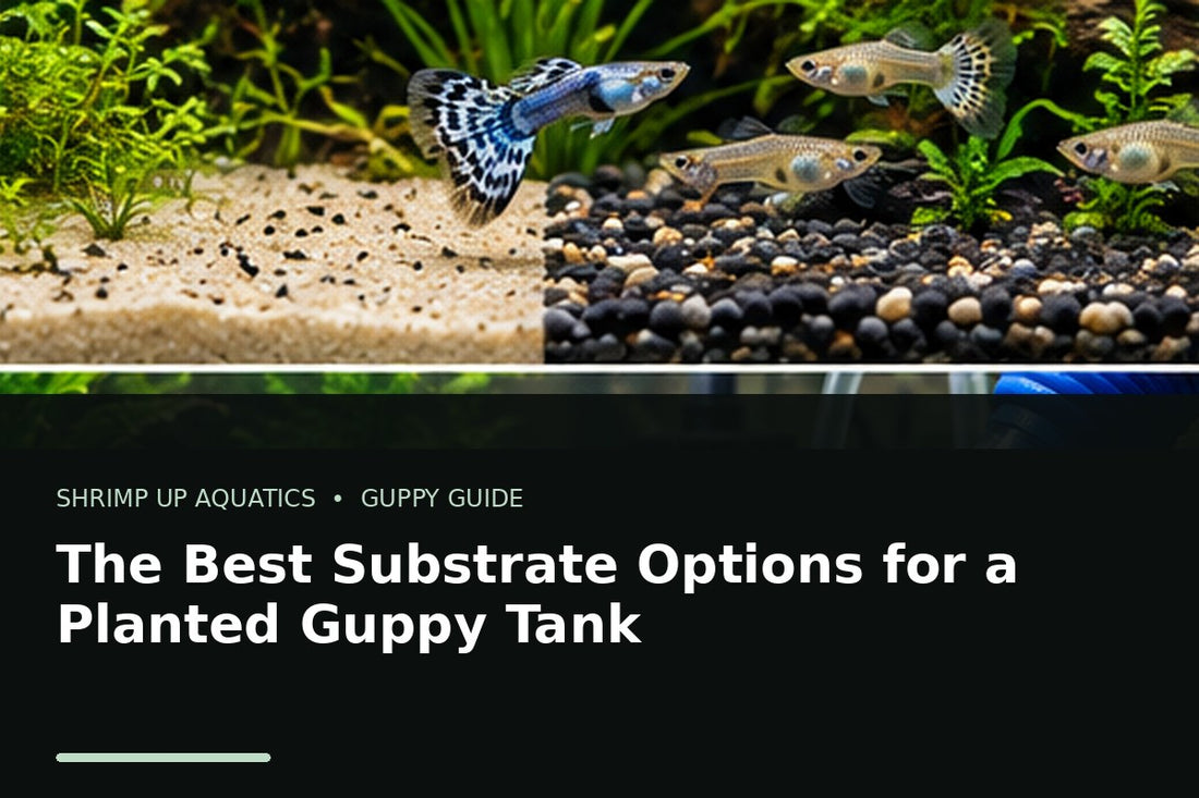 Planted fancy guppy aquarium showing substrate options for guppy tanks
