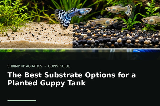 Planted fancy guppy aquarium showing substrate options for guppy tanks