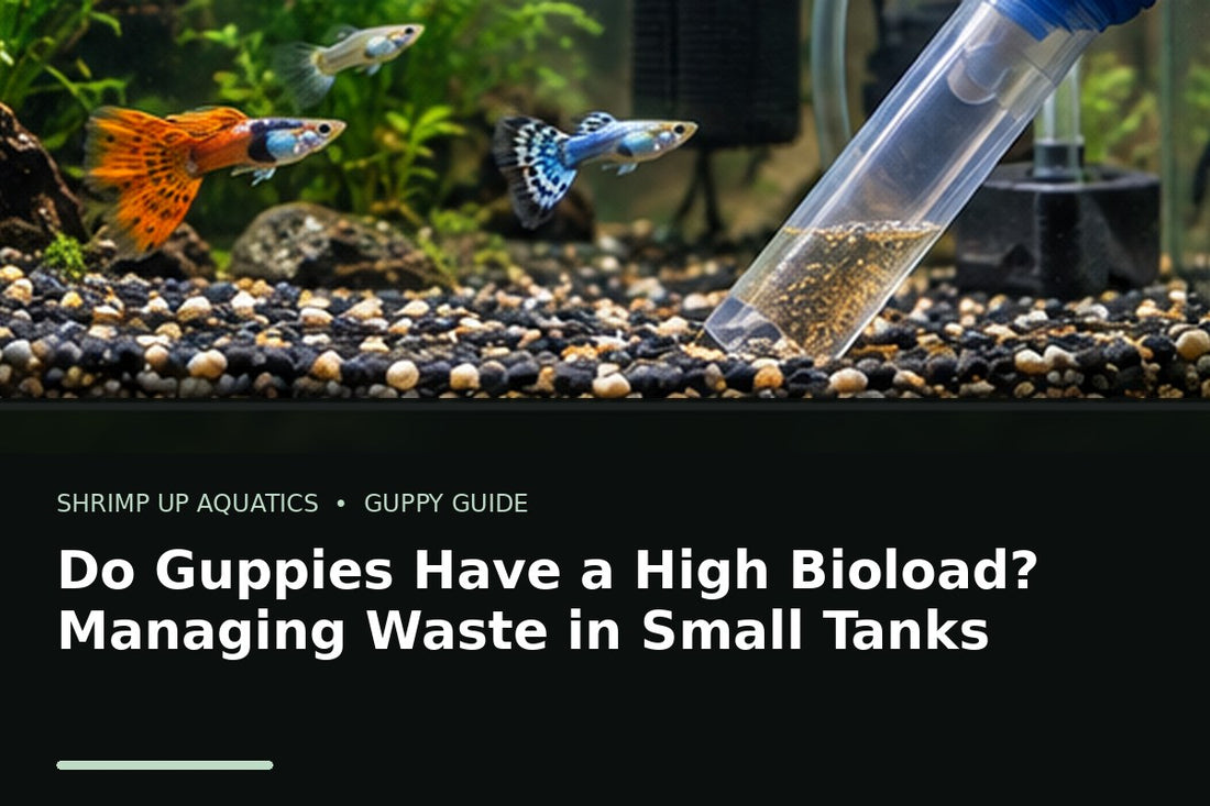 Fancy guppies in a planted small aquarium during waste and bioload maintenance