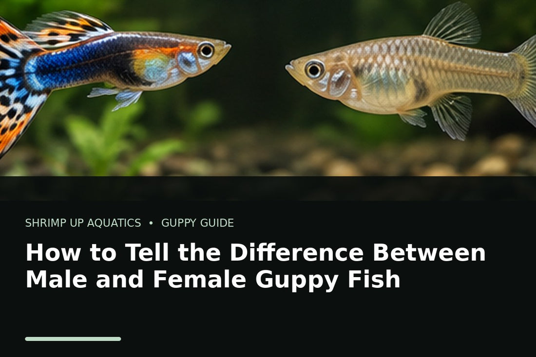 Male and female fancy guppies showing visual sex differences in body shape fins and color