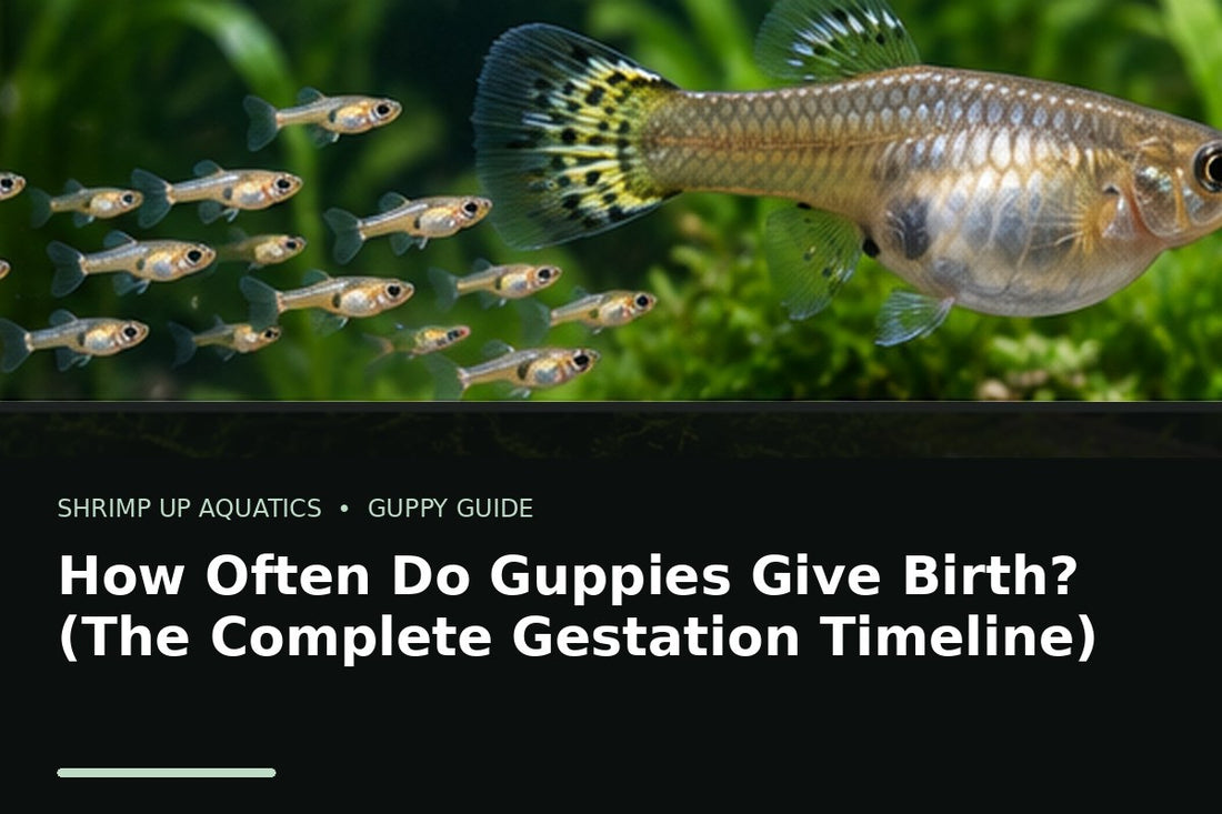 Pregnant female guppy with fry for a complete guppy gestation and birth timeline