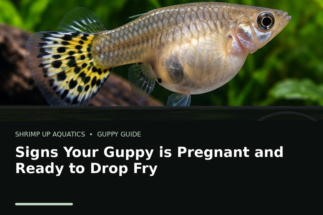 Pregnant female guppy showing late pregnancy signs before giving birth to fry
