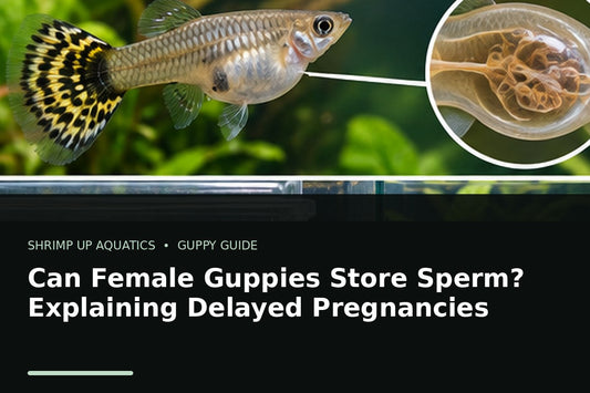 Female guppy illustrating stored sperm and delayed pregnancies in livebearing guppies