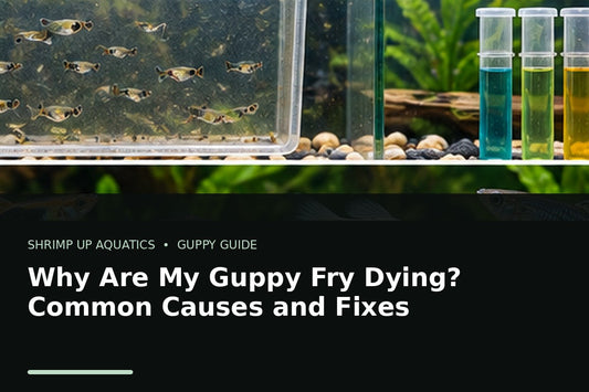 Young guppy fry in a nursery aquarium for diagnosing common causes of fry deaths