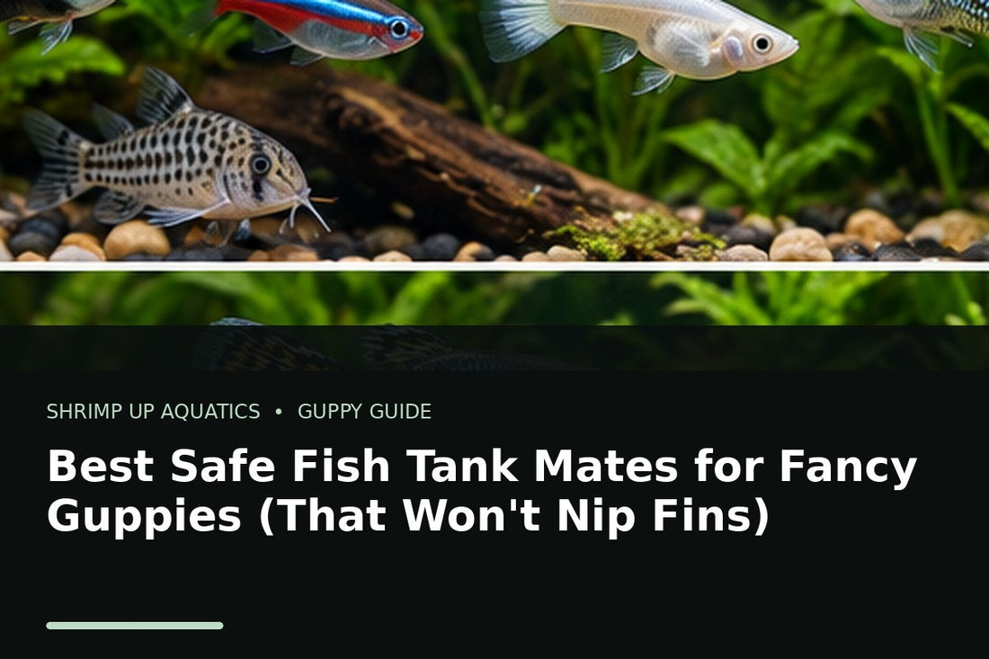 Fancy guppies with peaceful freshwater community fish for safe guppy tank mate choices