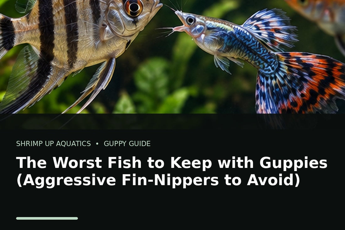 Fancy guppy being approached by an aggressive fin-nipping fish for unsafe tank mate guidance