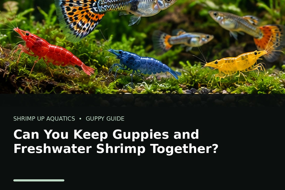 Fancy guppies and colorful freshwater shrimp living together in a planted aquarium