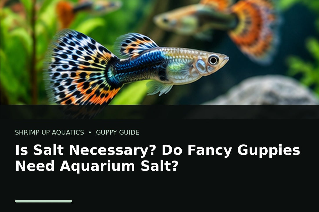Fancy guppy in a healthy freshwater aquarium for guidance on whether guppies need aquarium salt