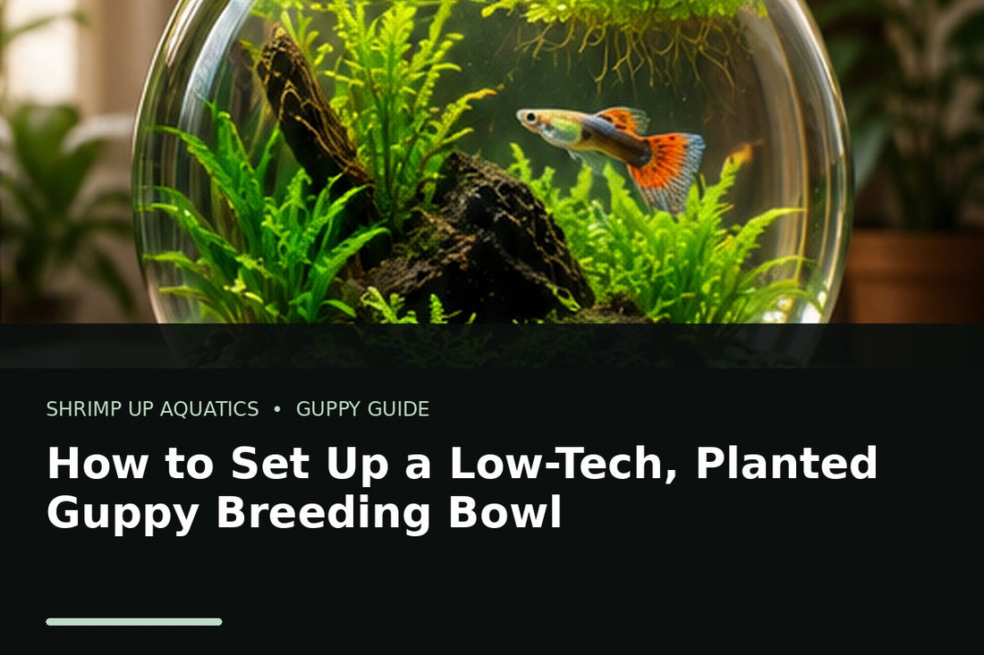 Low-tech planted guppy breeding bowl with live plants and a fancy guppy