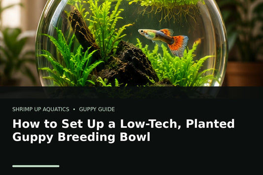 Low-tech planted guppy breeding bowl with live plants and a fancy guppy