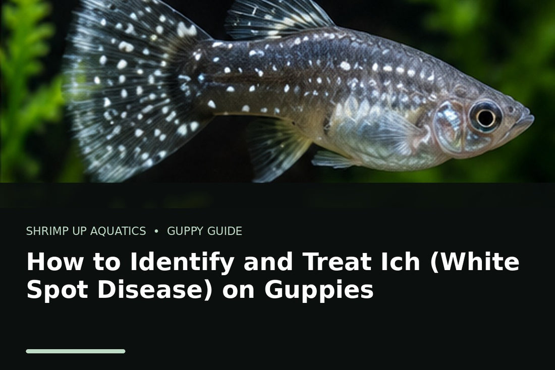 Fancy guppy with white spots illustrating ich white spot disease identification and treatment