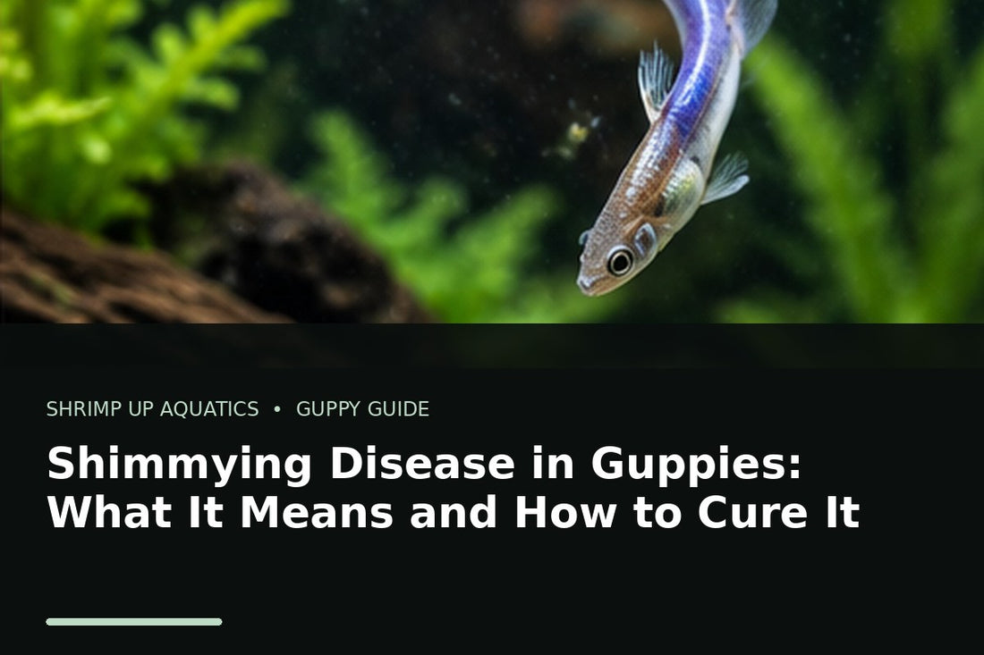 Fancy guppy showing abnormal shimmying posture in a planted aquarium troubleshooting guide