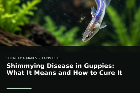 Fancy guppy showing abnormal shimmying posture in a planted aquarium troubleshooting guide
